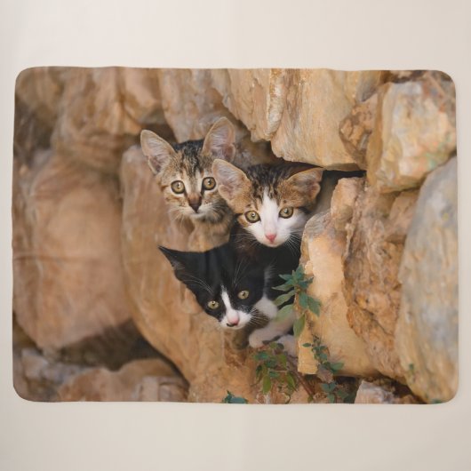 かわいい好奇心旺盛な3匹の子猫の顔の面白い写真 シェルパブランケット (正面(横))