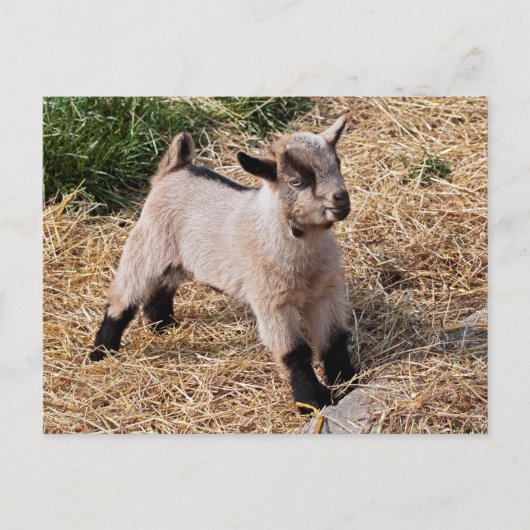 かわいい子はがき ポストカード (正面)