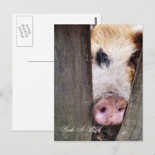 かわいい子ぶた ポストカード (正面/裏面)