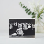 かわいい子ぶら下がった猫の洗濯 ポストカード (スタンド正面)