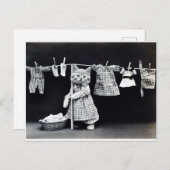 かわいい子ぶら下がった猫の洗濯 ポストカード (正面/裏面)