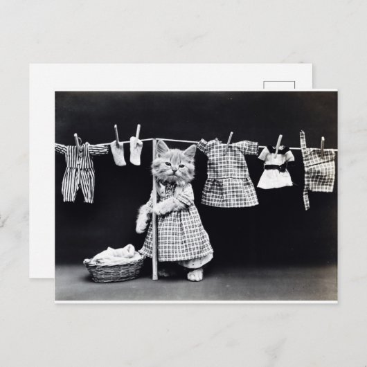 かわいい子ぶら下がった猫の洗濯 ポストカード (正面/裏面)