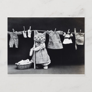 かわいい子ぶら下がった猫の洗濯 ポストカード
