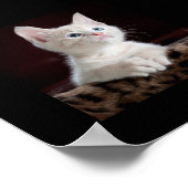 かわいい子ネコが顔を上げる ポスター (角)