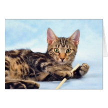 かわいい子ネコの遊ぶこと