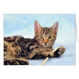 かわいい子ネコの遊ぶこと