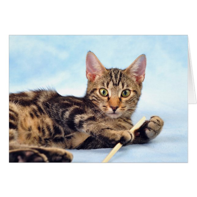 かわいい子ネコの遊ぶこと (正面横)