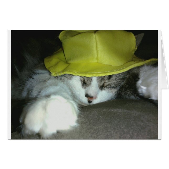 かわいい子ネコ (正面横)