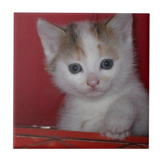 かわいい子ネコ タイル (正面)