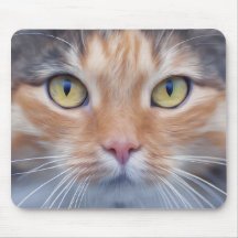 かわいい子ネコ