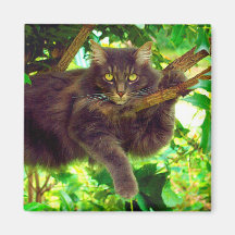 かわいい子ネコ