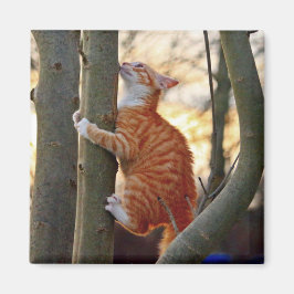 かわいい子ネコ マグネット