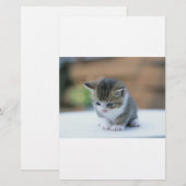 かわいい子ネコ 便箋 (正面/裏面)