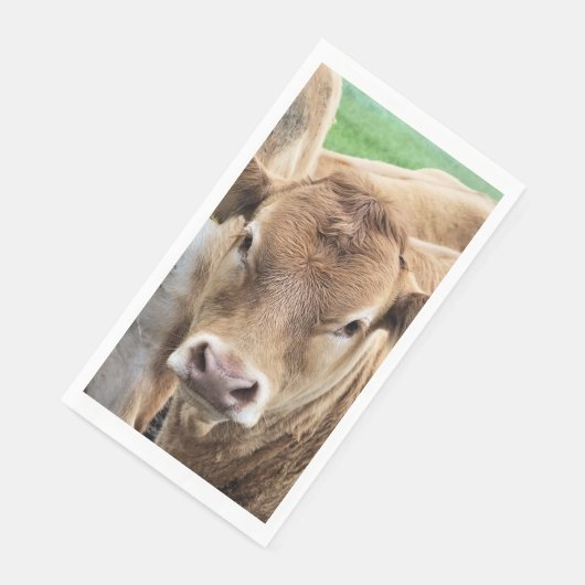 かわいい子牛 (コーナー)