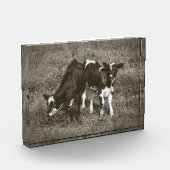 かわいい子牛2頭 黒と白の牛 7 x 5 フォトブロック (左)