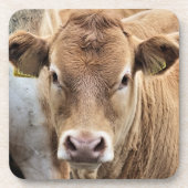 かわいい子牛 コースター (正面)