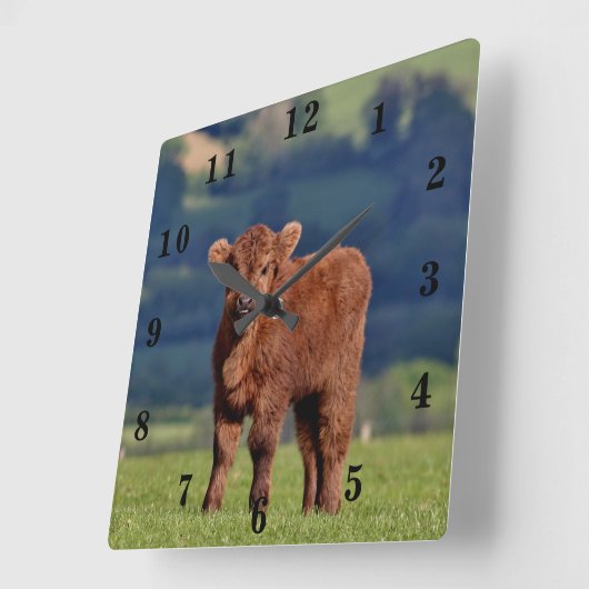かわいい子牛 スクエア壁時計 (傾斜)