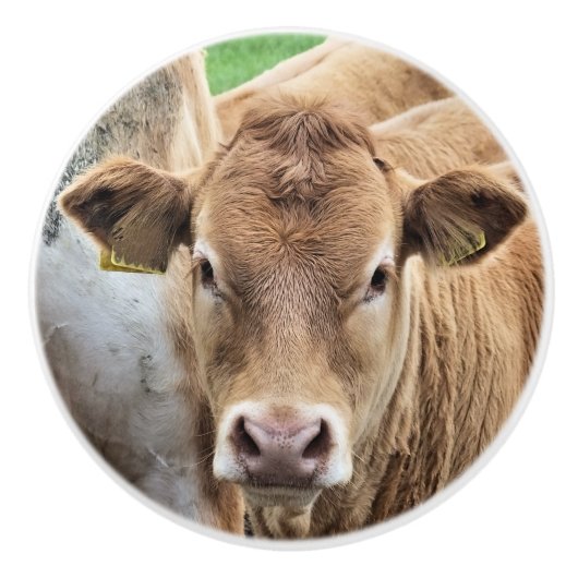 かわいい子牛 セラミックノブ (正面)