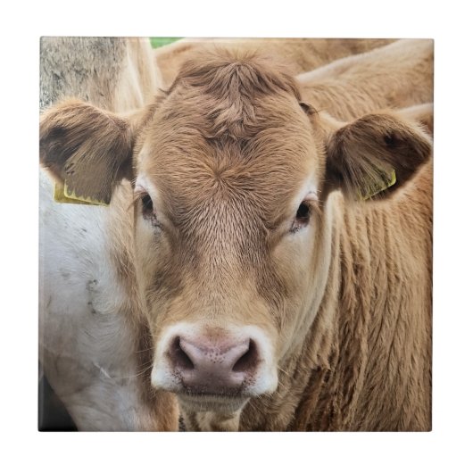 かわいい子牛 タイル (正面)