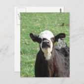 かわいい子牛 ポストカード (正面/裏面)