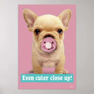 かわいい子犬おしゃぶり ポスター