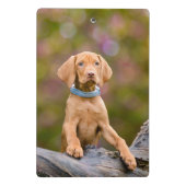 かわいい子犬が描くハンガリーのヴィッサ・ドッグ・パピーの写真// ミニクリップボード (裏面)