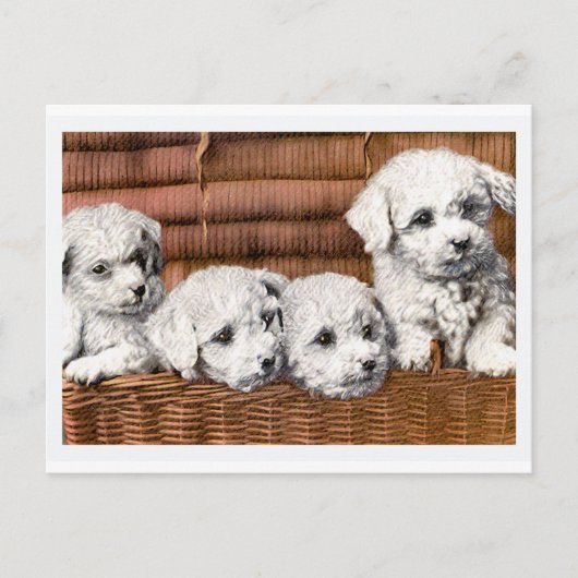 「かわいい子犬たち4匹」ヴィンテージ犬 ポストカード (正面)