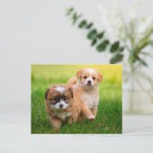 かわいい子犬たち ポストカード (スタンド正面)