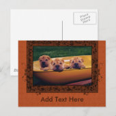 かわいい子犬たち ポストカード (正面/裏面)