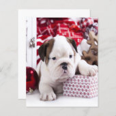 かわいい子犬のイングリッシュブルドッグ |クリスマスおもしろい。 (正面/裏面)