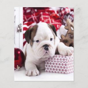 かわいい子犬のイングリッシュブルドッグ  クリスマスおもしろい。 チラシ