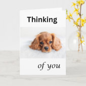 かわいい子犬のカード、思い出してね、キャバリア犬 カード (黄色い花)