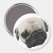 かわいい子犬のパグ犬の友人… かわいい 子犬 マグネット (正面/裏面)