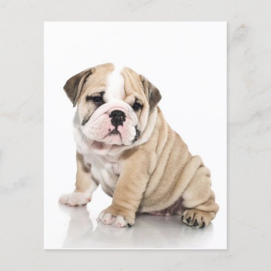 かわいい子犬のブルドッグが悲しい チラシ (正面)