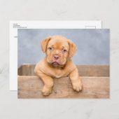 かわいい子犬のポストカード ポストカード (正面/裏面)