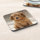 かわいい子犬のポートレート写真 コースター (左側)