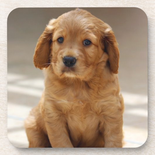 かわいい子犬のポートレート写真 コースター (正面)
