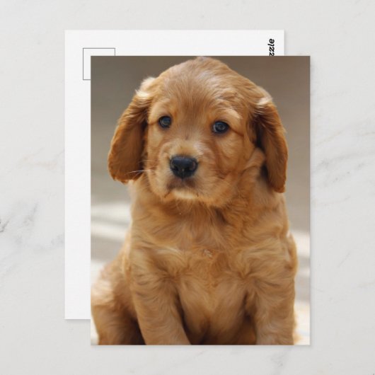 かわいい子犬のポートレート写真 ポストカード (正面/裏面)