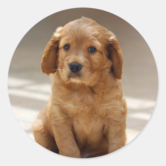 かわいい子犬のポートレート写真 ラウンドシール (正面)