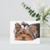 かわいい子犬のポートレート ポストカード (スタンド正面)