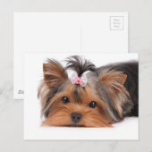 かわいい子犬のポートレート ポストカード (正面/裏面)