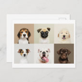 かわいい子犬の写真はがき ポストカード (正面/裏面)