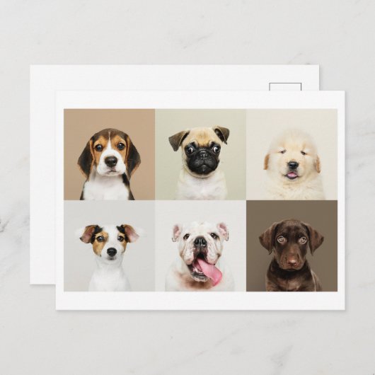 かわいい子犬の写真はがき ポストカード (正面/裏面)