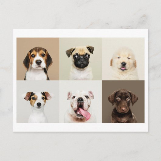 かわいい子犬の写真はがき ポストカード (正面)
