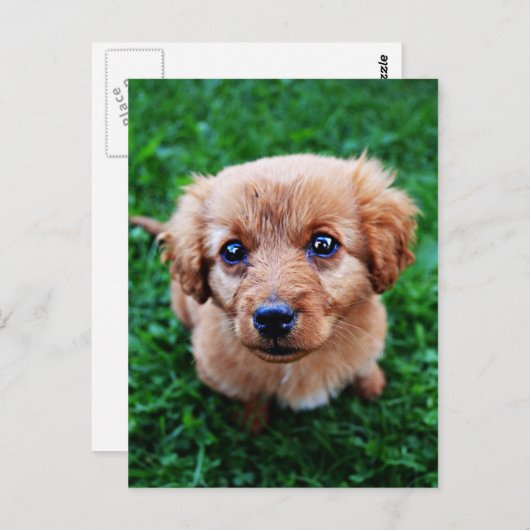 かわいい子犬の写真はがき ポストカード (正面/裏面)