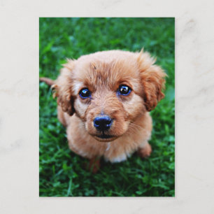 かわいい子犬の写真はがき ポストカード
