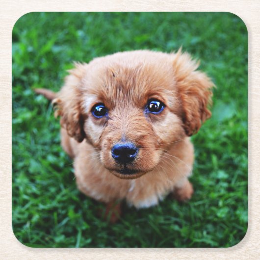 かわいい子犬の写真 スクエアペーパーコースター (正面)