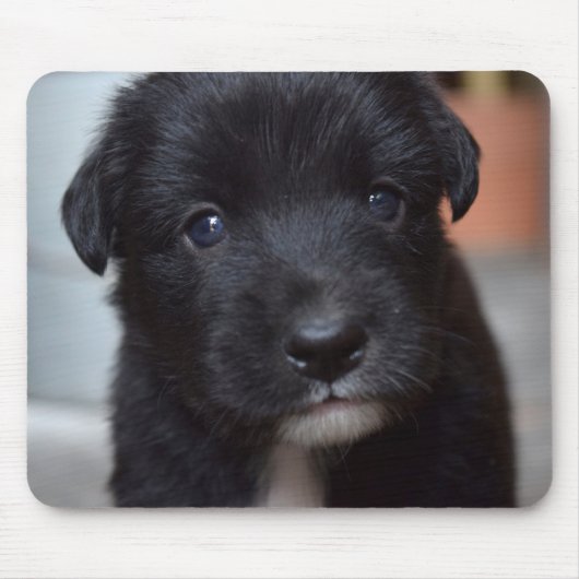 かわいい子犬の動物 マウスパッド (正面)