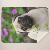 かわいい子犬の子犬の子犬の顔ペットの写真 シェルパブランケット (正面(横))