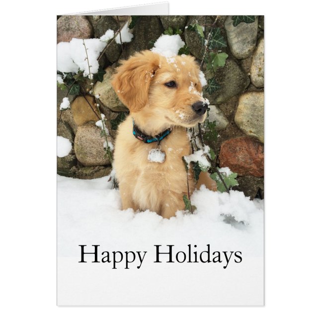 かわいい子犬の研究室レトリバー (正面)